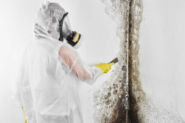 Trusted Lake Junaluska, NC Mold Remediation Experts