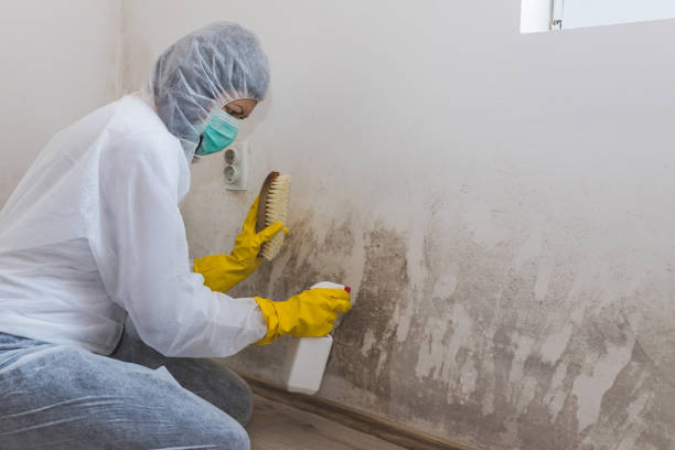 Best HVAC Mold Remediation in Lake Junaluska, NC