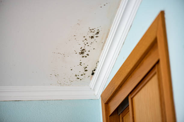 Best HVAC Mold Remediation in Lake Junaluska, NC