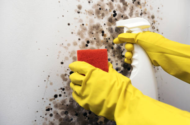 Best Post-Flood Mold Remediation in Lake Junaluska, NC